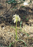 Cyprus - Flora and Fauna