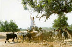 Cyprus goats with their herder