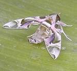 A moth which visited our banana plant - its camouflage is amazing. We seem to get his ancestor each year in about August or September