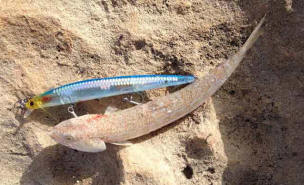 Barpinocolease Atlantic lizzard fish