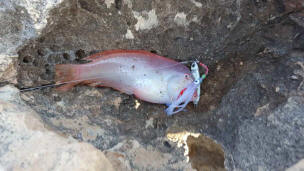 Pondikos - mouse fish -pearly razorfish Fish caught from the shore in Cyprus 